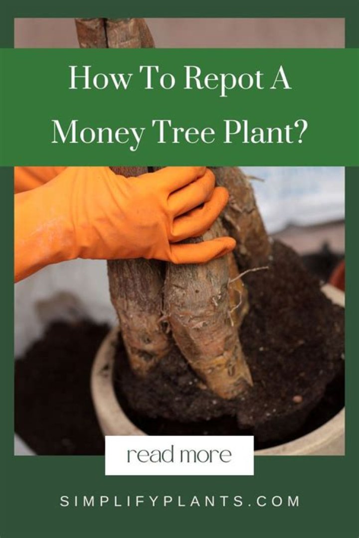 How often do you repot a money tree?