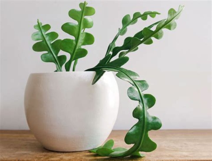 How often do you water a fishbone cactus