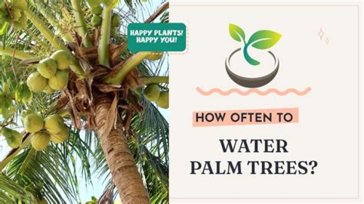 How often do you water areca palm