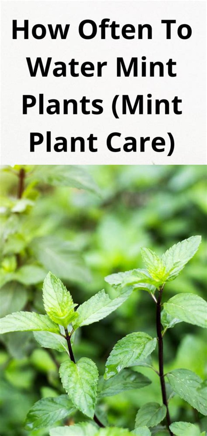 how often do you water mint