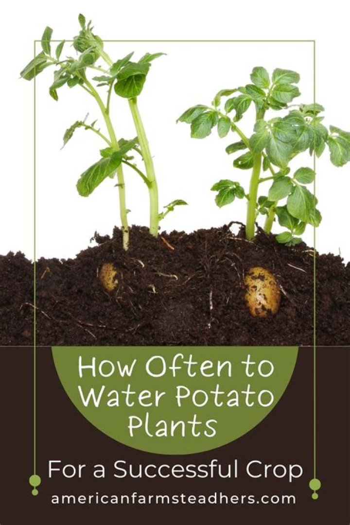 how often do you water potatoes
