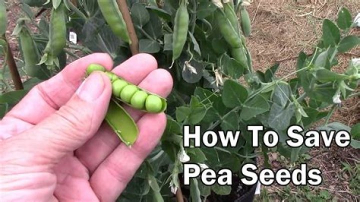 How often do you water sweet pea seeds