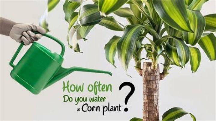 how often should you water a palm plant