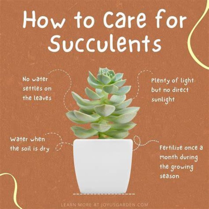 how often should you water succulents