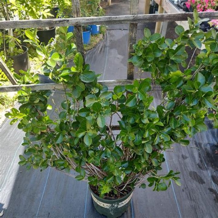 How quickly do Manhattan euonymus grow