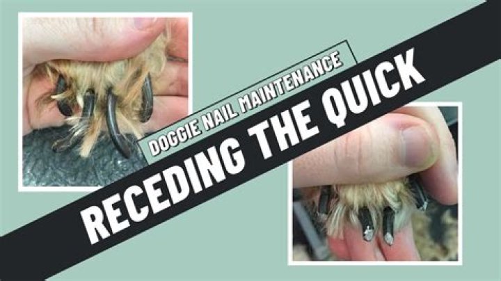 How quickly does a dog’s quick recede?