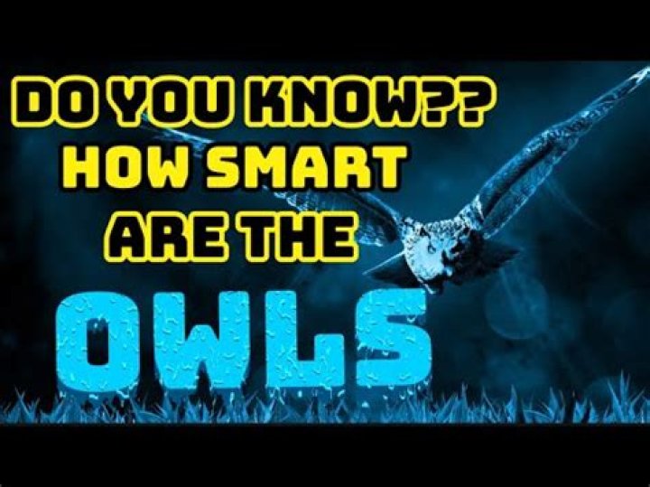 how smart are owls