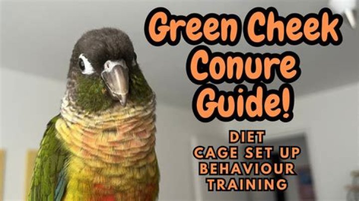 How smart is a conure?
