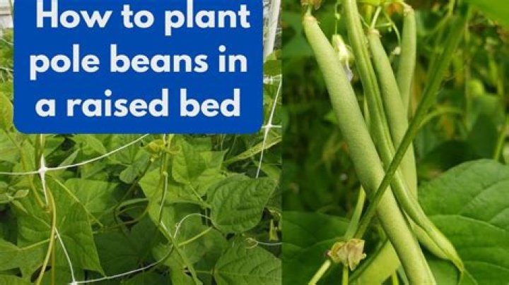 How tall do Blue Lake pole beans grow