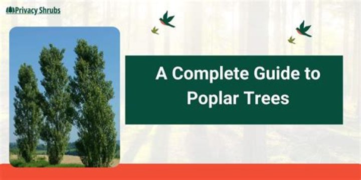 How tall do Lombardy poplar trees grow