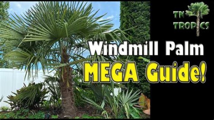 How tall is a 15 gallon windmill palm?