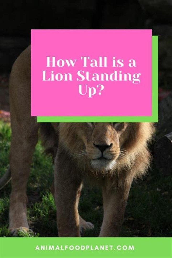 how tall is a lion