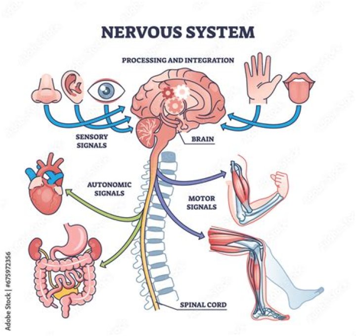 How the brain works with nervous system