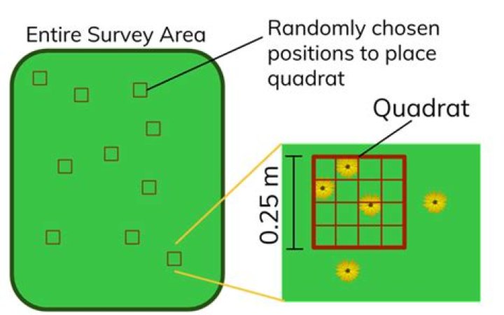 How the size of the Quadrat should be selected