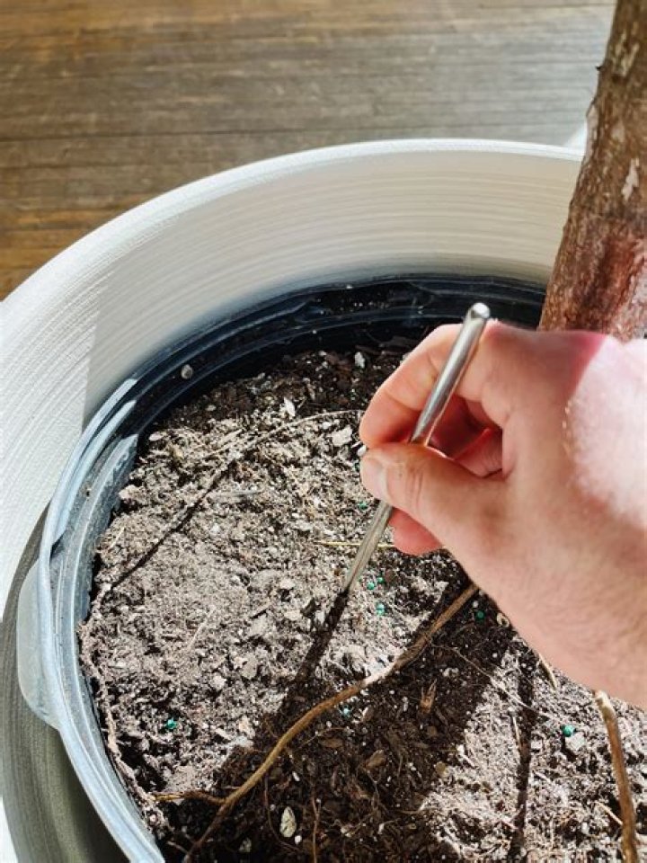 how to aerate soil in potted plants