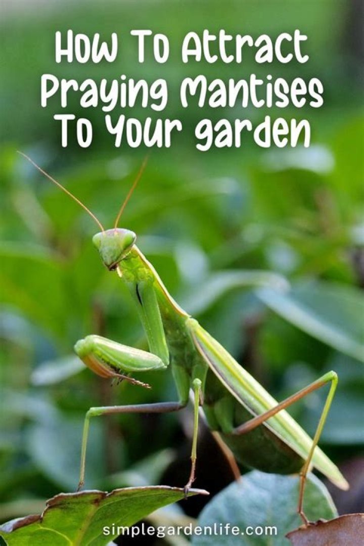 how to attract praying mantis