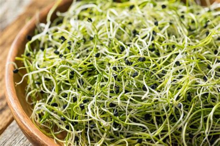 how to cook alfalfa sprouts