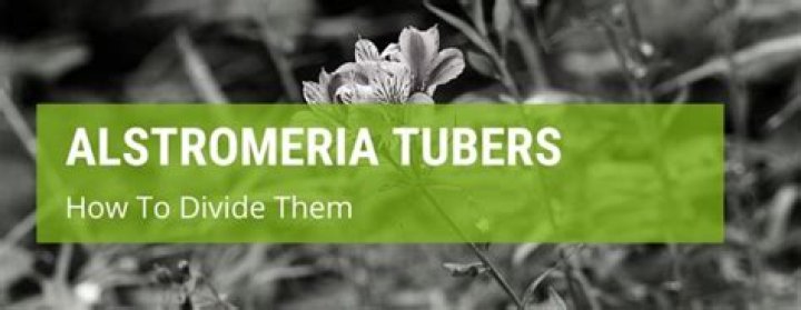 how to divide alstroemeria tubers