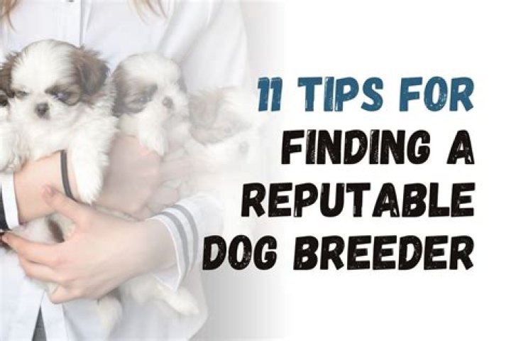 how to find a reputable dog breeder uk