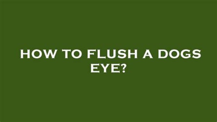 how to flush a dogs eye
