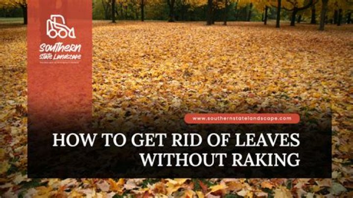 how to get rid of leaves without raking