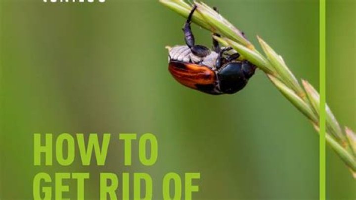 how to get rid of may bugs