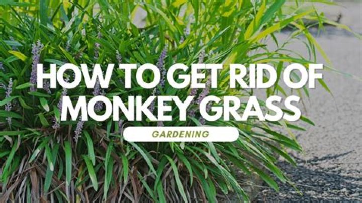 how to get rid of monkey grass