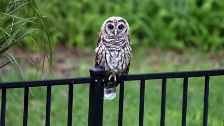 how to get rid of owls