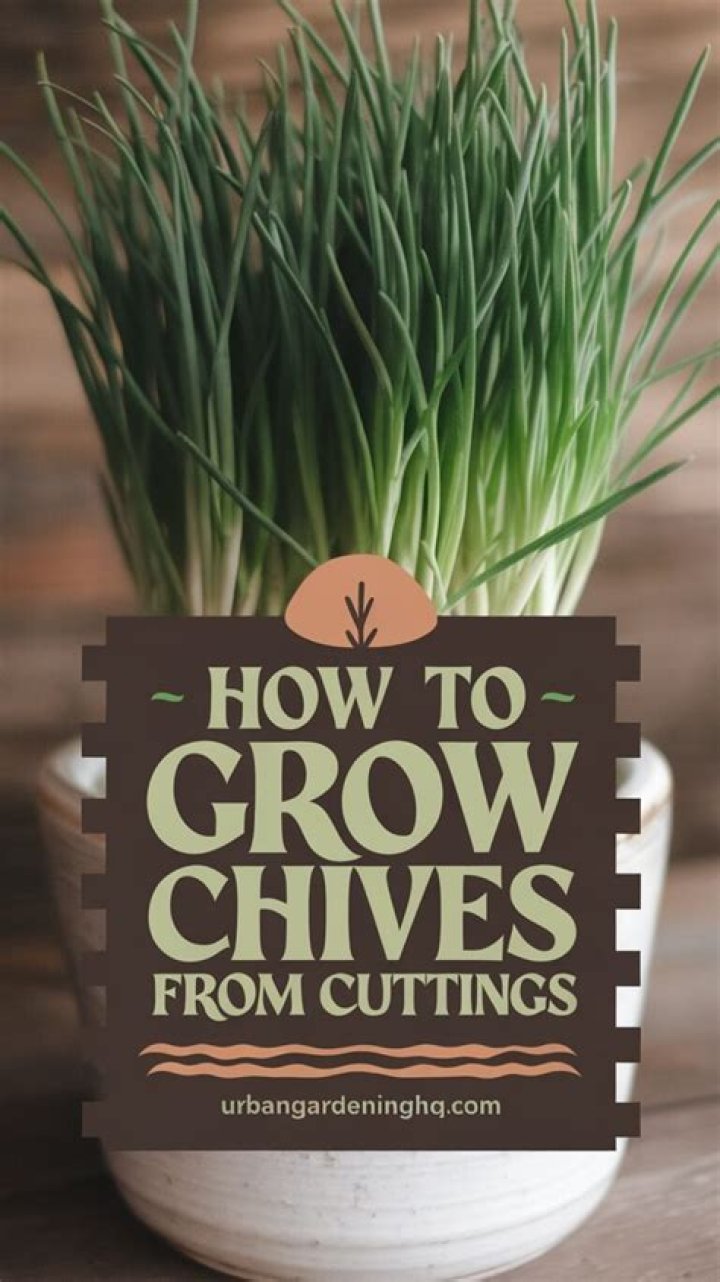 how to grow chives from cuttings