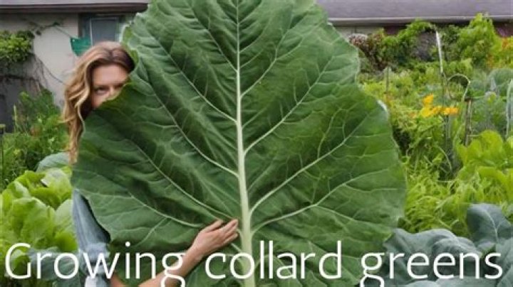 how to grow collard greens from the stem