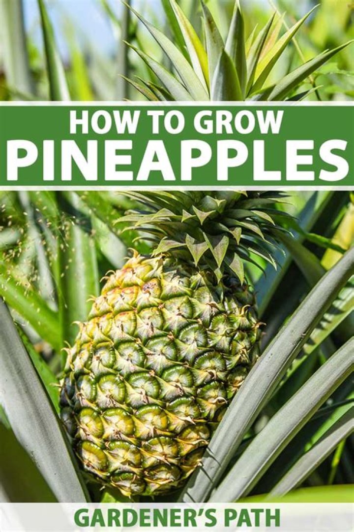 how to harvest pineapple sage