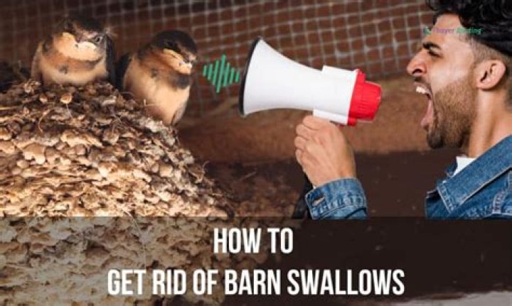 how to keep barn swallows away