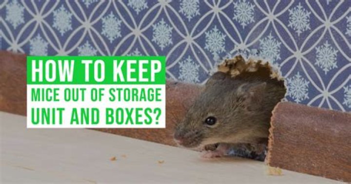 how to keep mice out of storage boxes