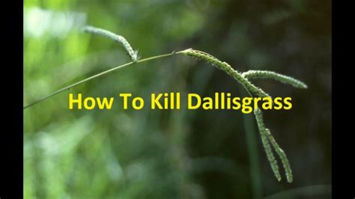 how to kill dallisgrass in bermuda