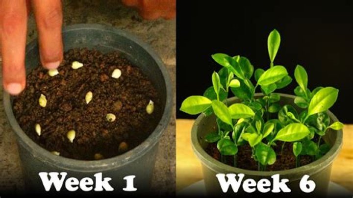 how to plant a lime seed