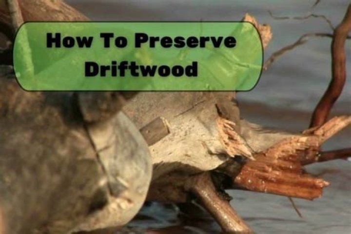 how to preserve driftwood