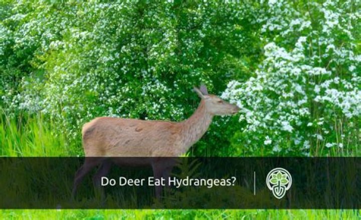 how to protect hydrangea from deer