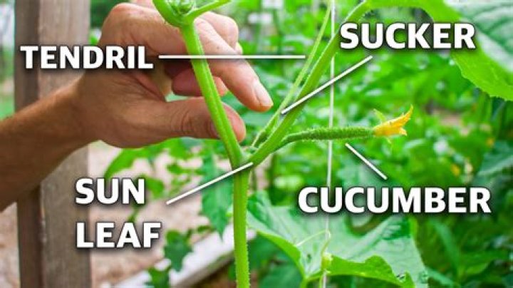 how to prune cucumber plant