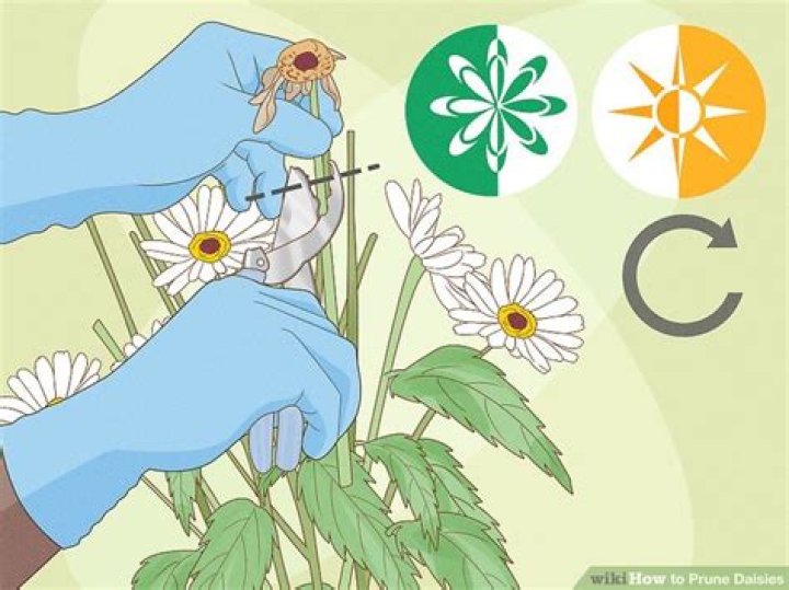 how to prune daisies