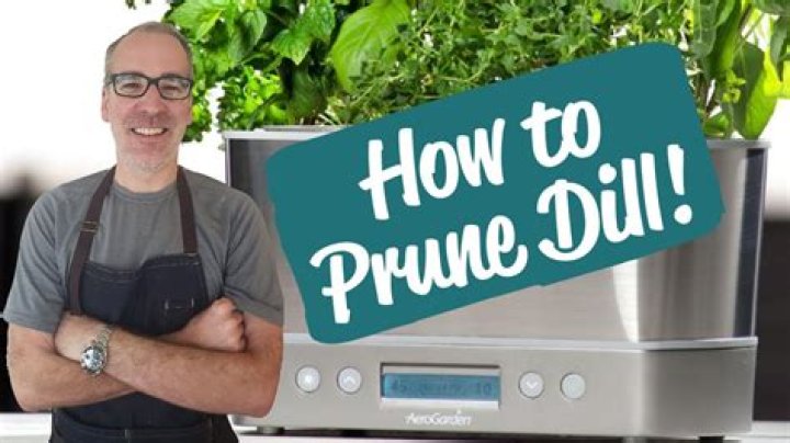 how to prune dill aerogarden