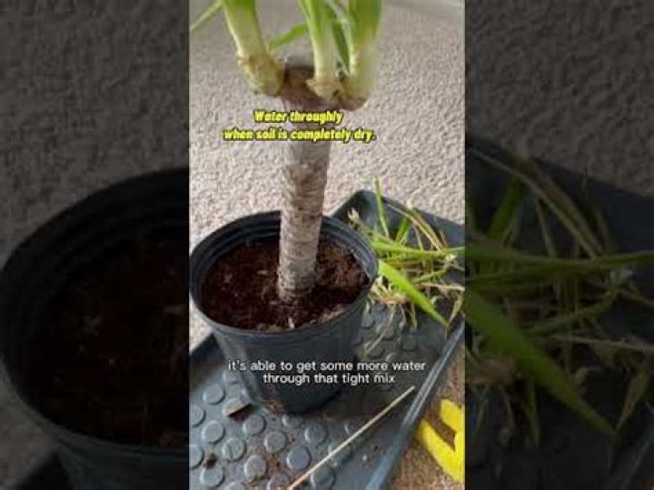 how to repot yucca plant