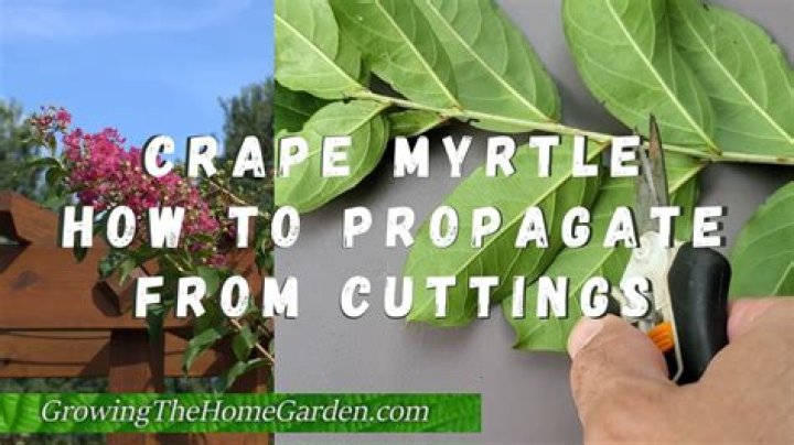 how to transplant crepe myrtle shoots