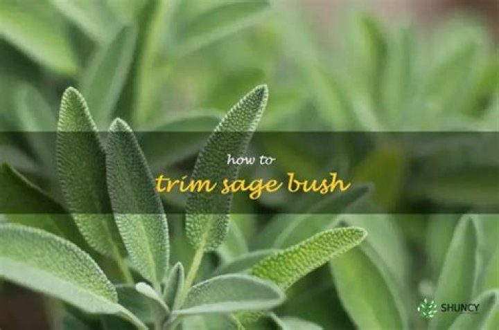 how to trim sage