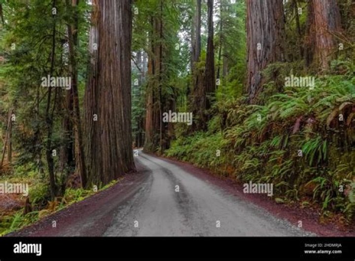 howland hill road redwoods