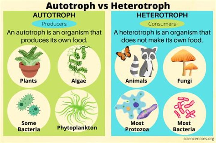 humans are chemoheterotrophs