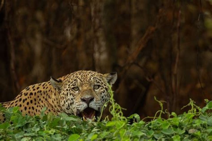 humid subtropical animal