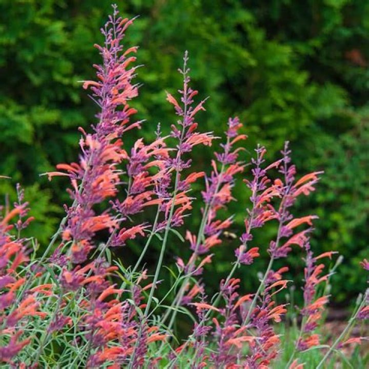 hummingbird mint