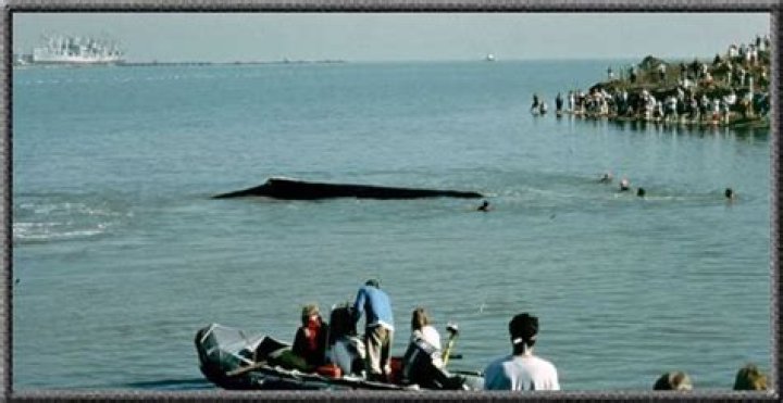 humphrey the whale