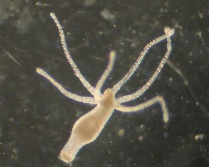 hydra vulgaris