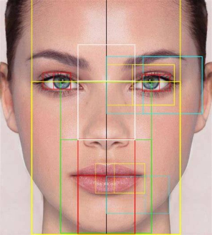 ideal face proportions